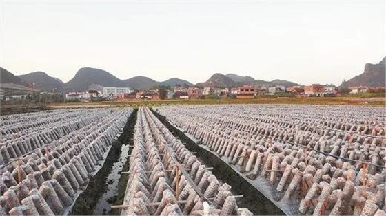 大力士 生物質燃燒器