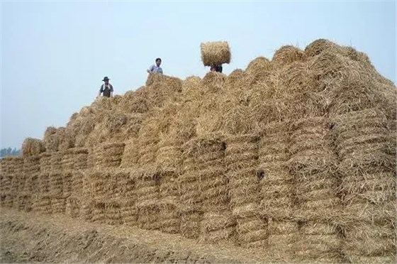 大力士 生物質燃燒器