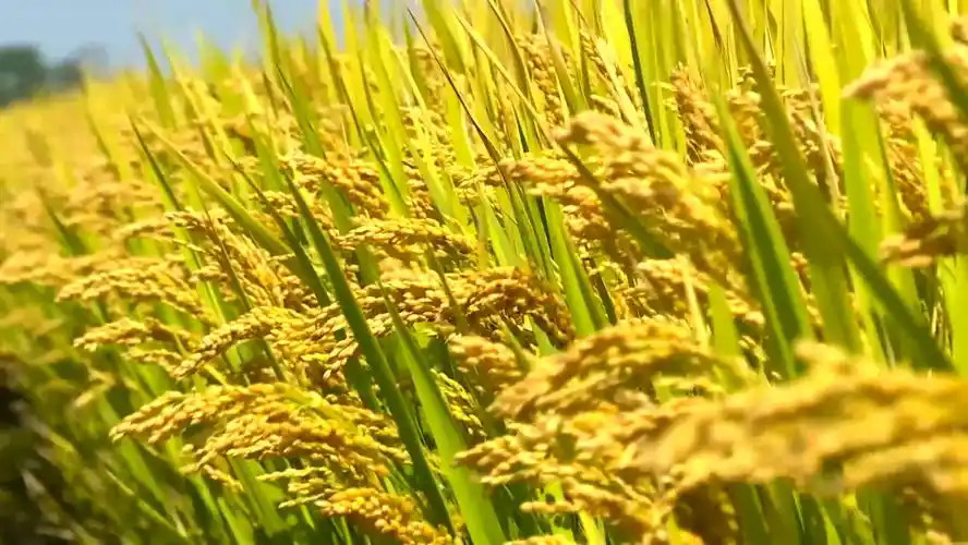 江蘇：“秸”盡所能，撿回“另一半農(nóng)業(yè)”2