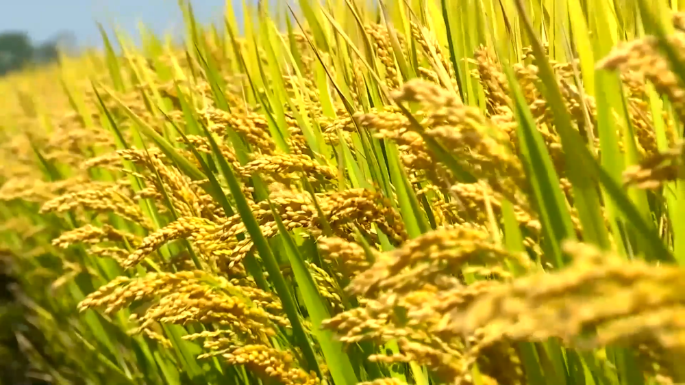 鄉(xiāng)村振興服務(wù)中心助推鄉(xiāng)村產(chǎn)業(yè)高質(zhì)量發(fā)展1